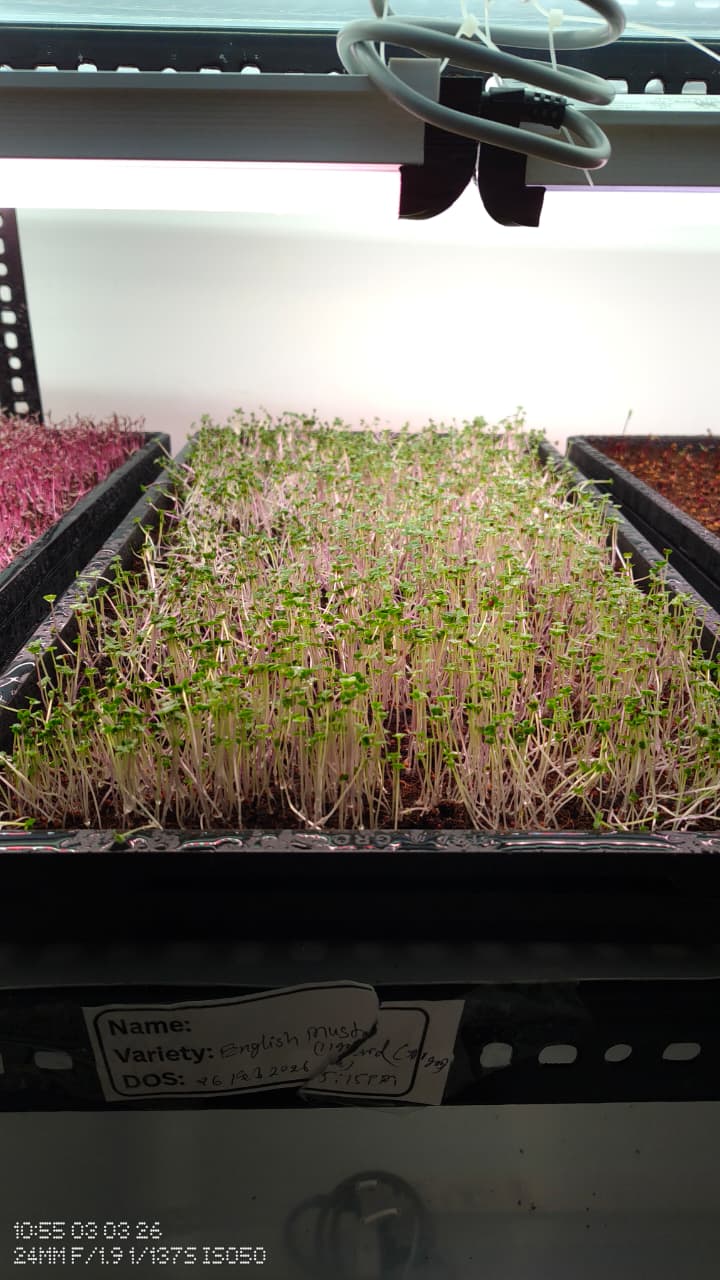 NFT hydroponic setup with young plants under grow lights